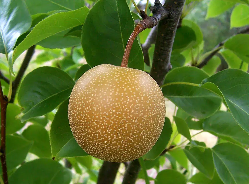 Des poires nashi rondes sur une branche aux feuilles vertes