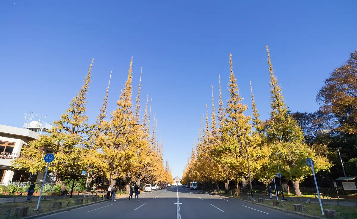 Pokok ginkgo kuning berbaris dari Aoyama-dori menuju Meiji Memorial Picture Gallery di Jingu Gaien