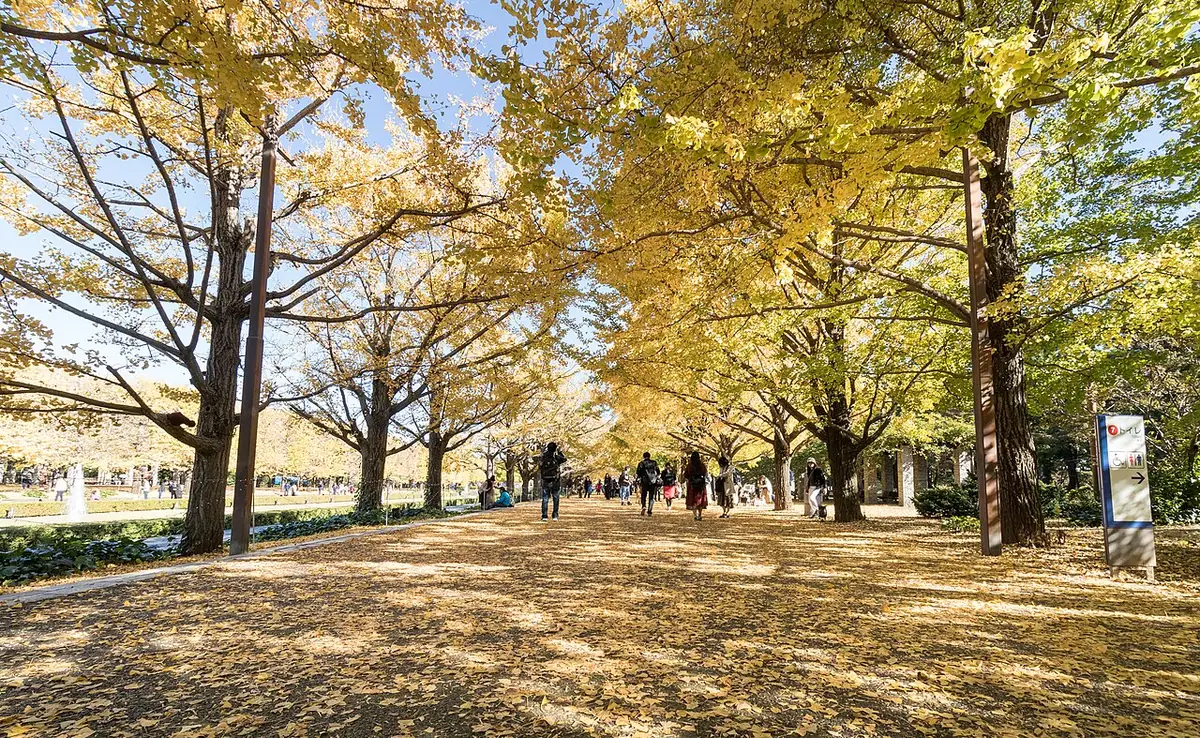 Pokok ginkgo kuning dan laluan dilitupi daun gugur di tepi Terusan Showa Kinen Park