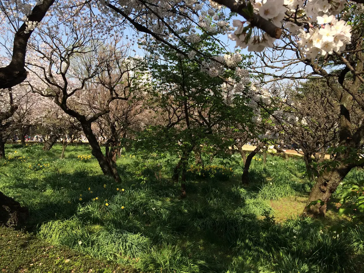 أزهار الكرز والعشب في شينجوكو غيوئن