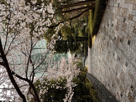 A quiet path under cherry blossoms in Roppongi