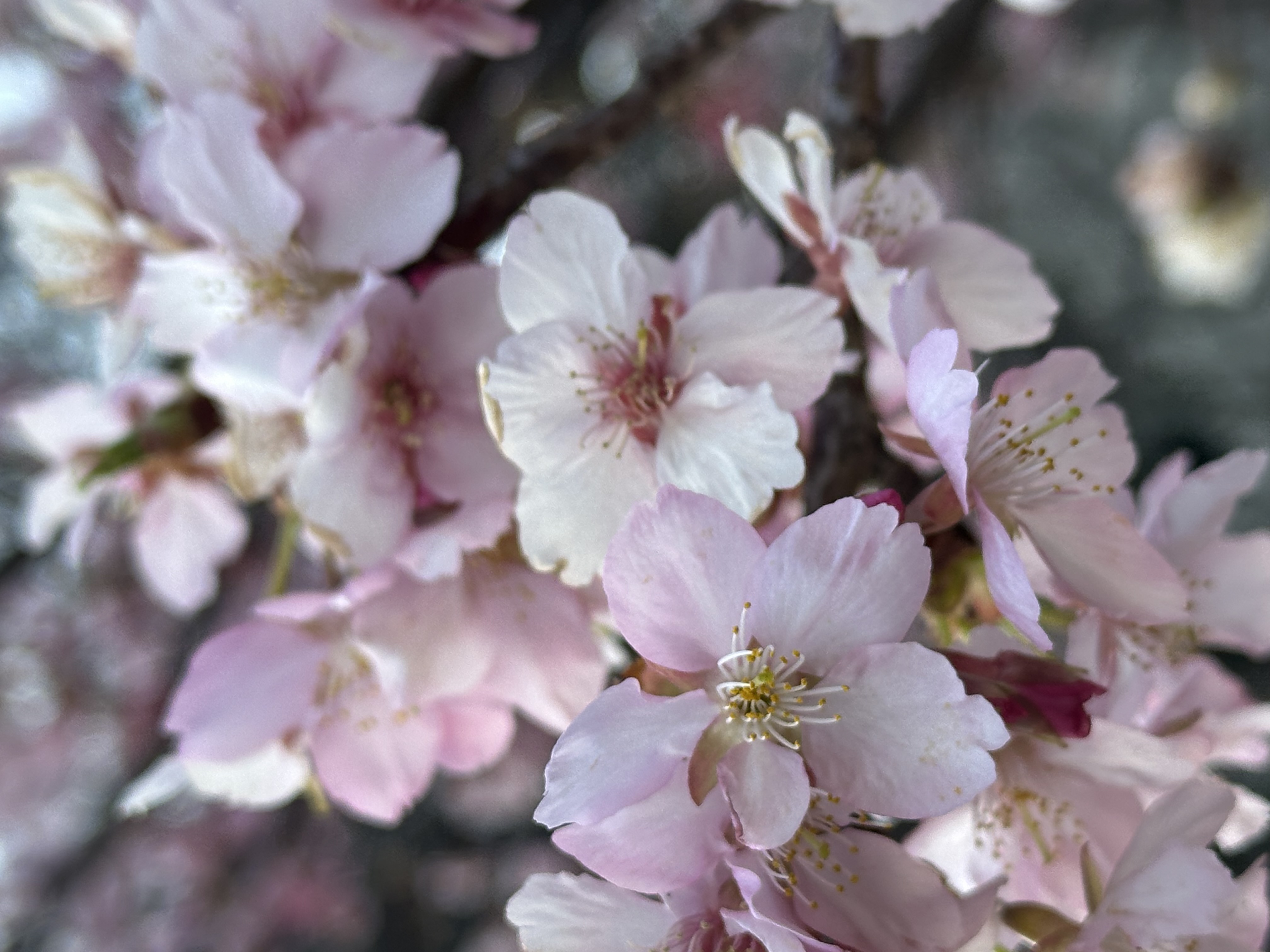 8 Cherry Blossom Spots in Tokyo — A Walking Guide Based on Experience