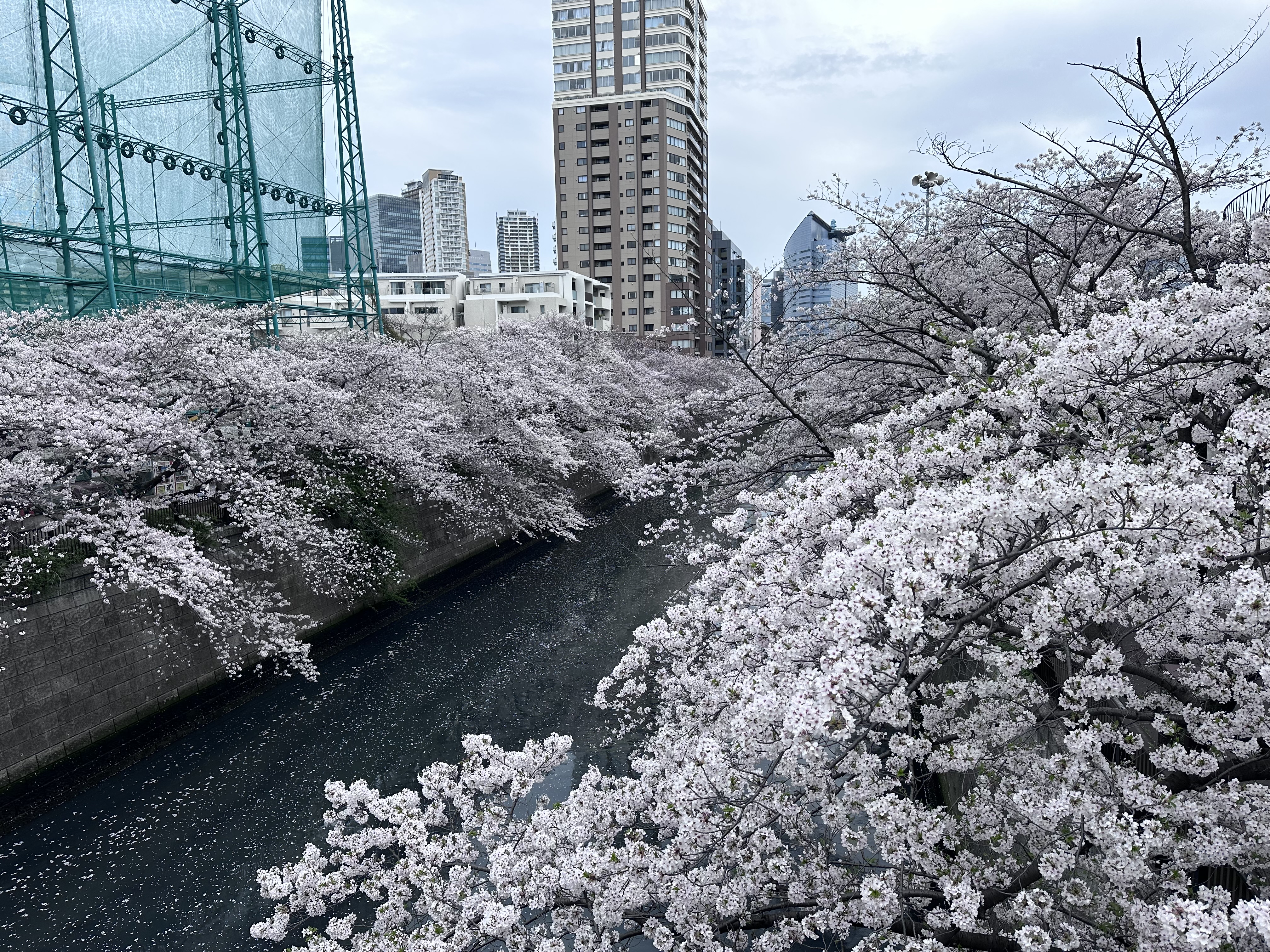 Cherry blossoms along the Meguro River, branches extending from both banks toward the water