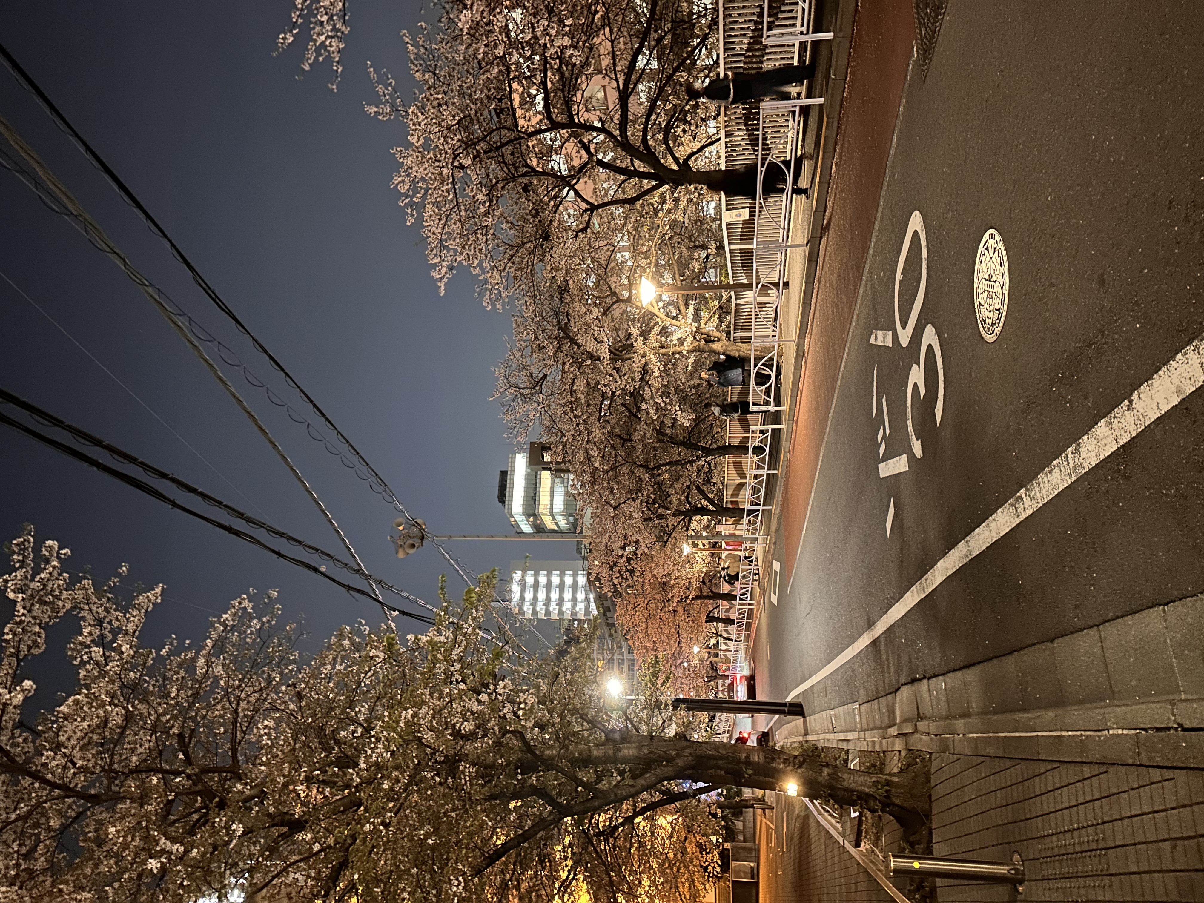 Cherry blossoms along the Meguro River at night, lit by streetlights
