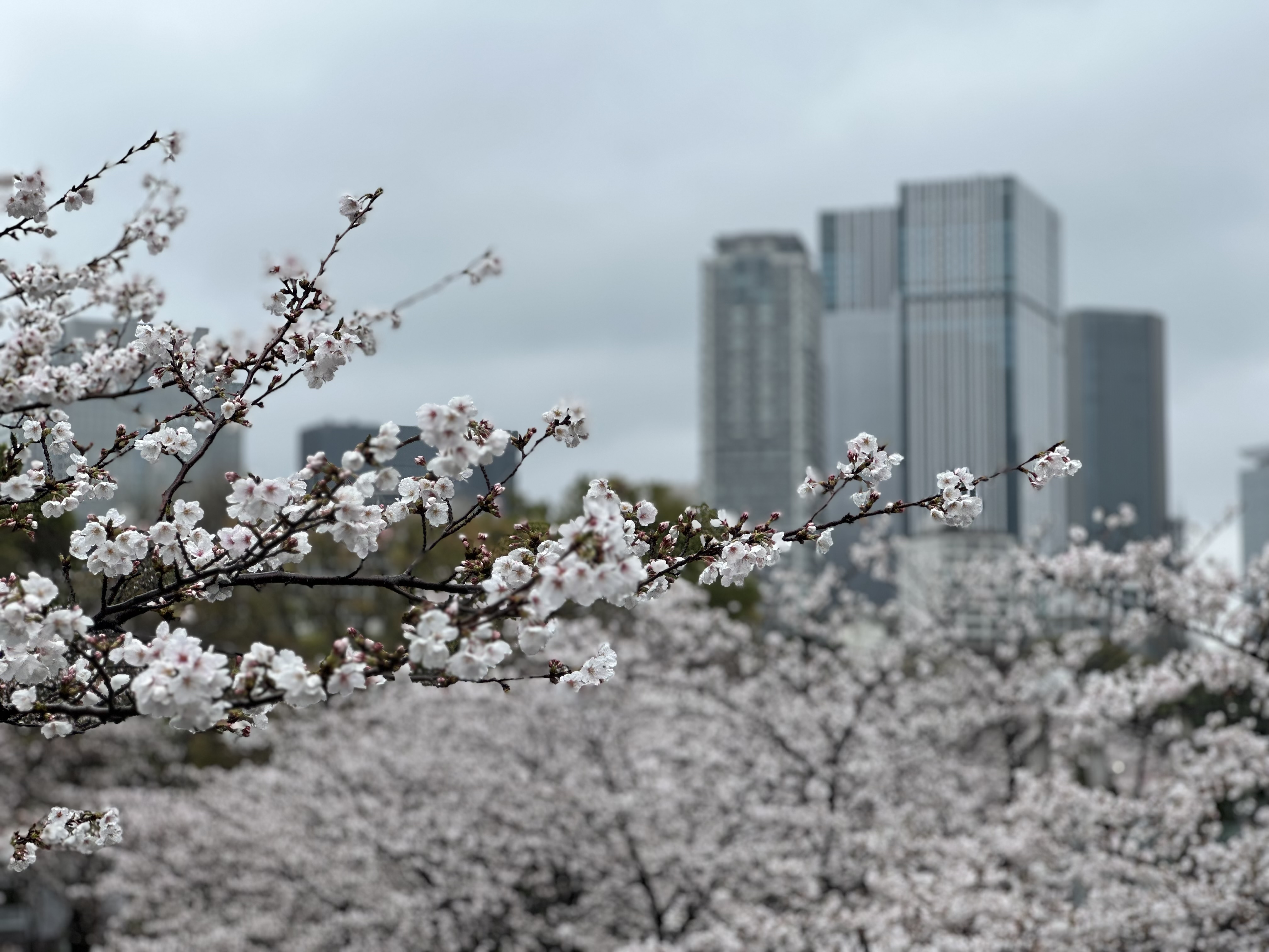 Cherry blossom-lined path from Tokyo Midtown toward the National Art Center
