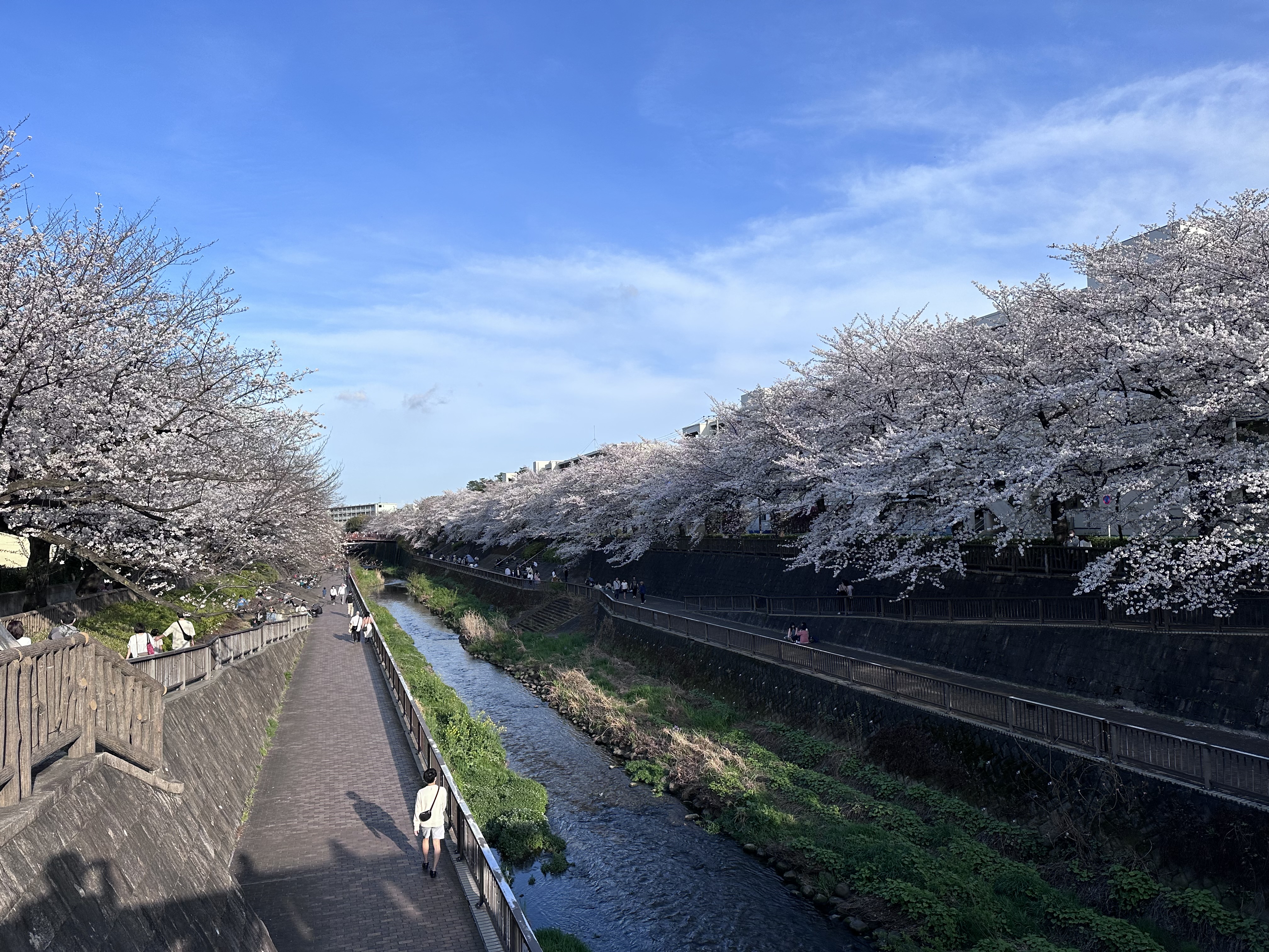 Close-up of cherry blossoms along the Shakujii River