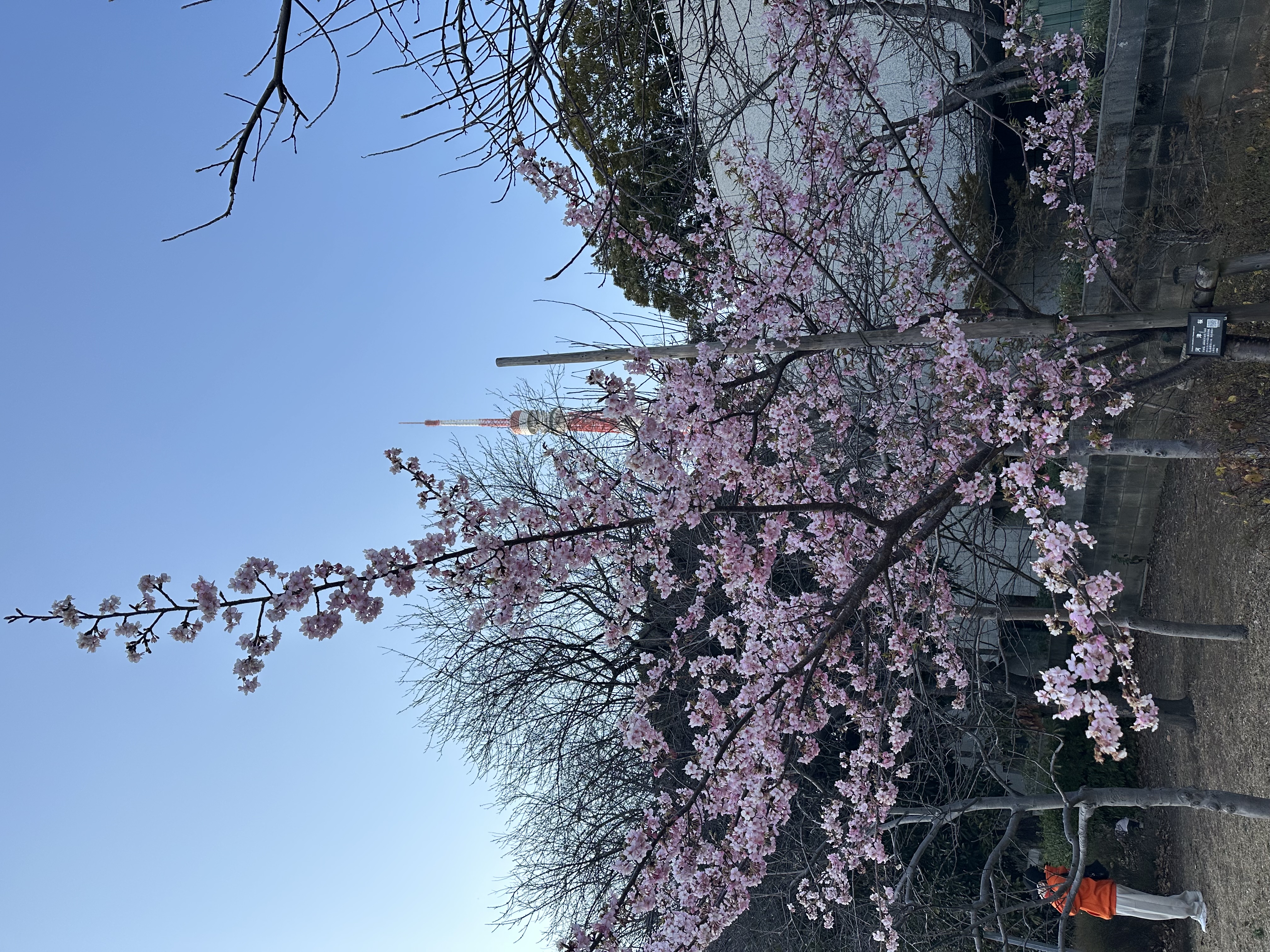 Tokyo Tower seen through cherry blossoms at Shiba Park