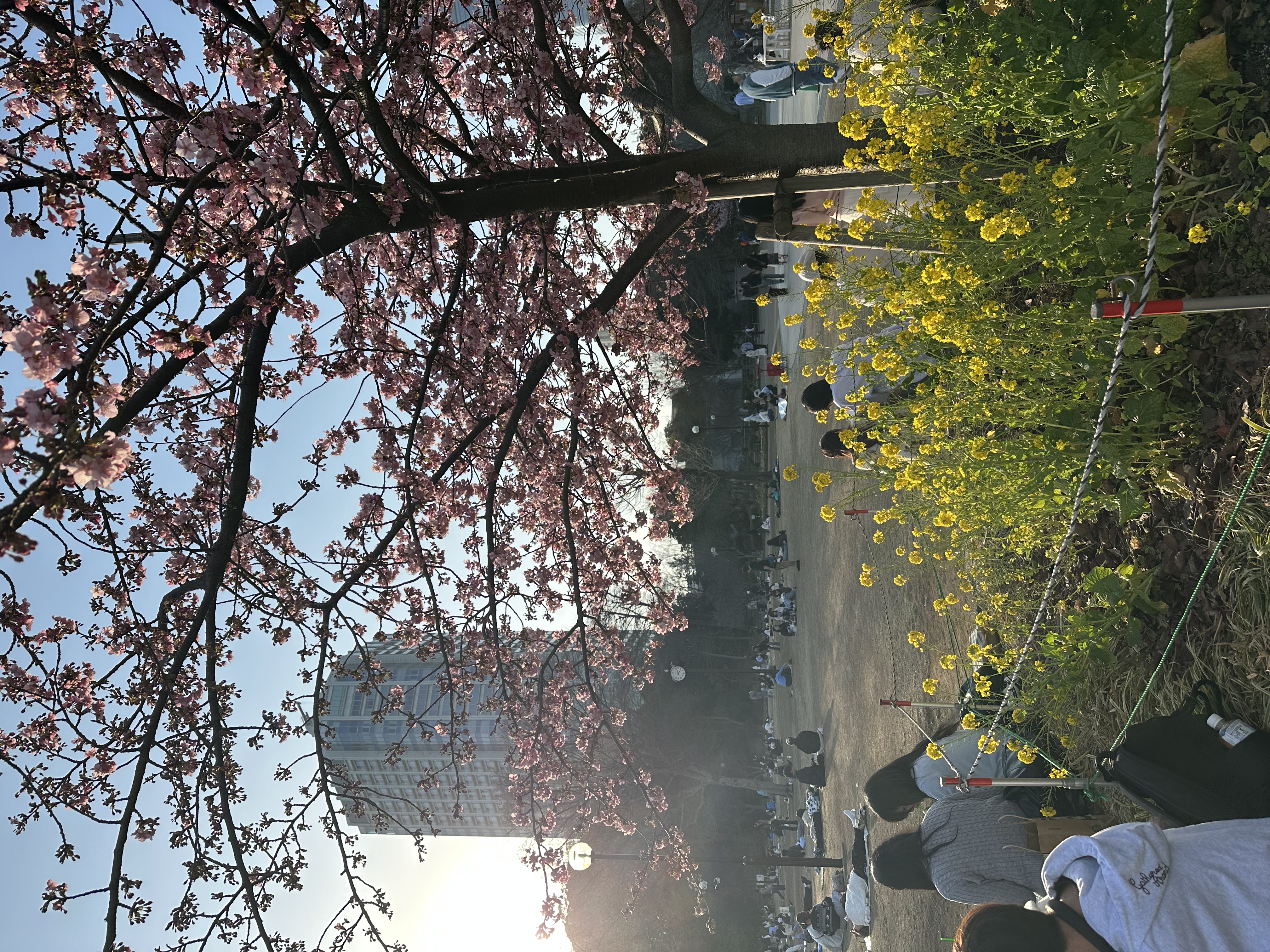 Cherry blossoms and Tokyo Tower at Shiba Park