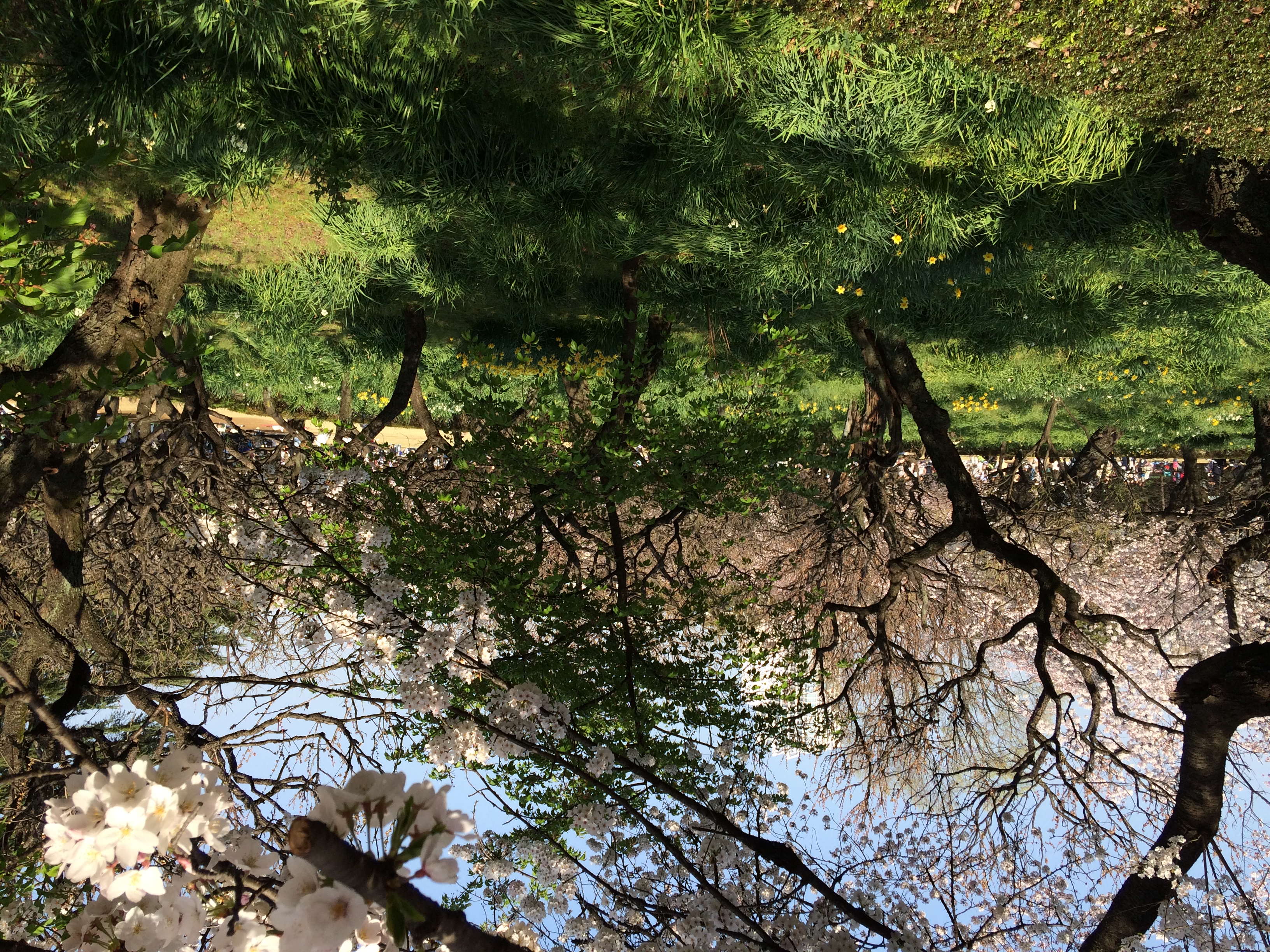 Cherry blossoms and lawn at Shinjuku Gyoen