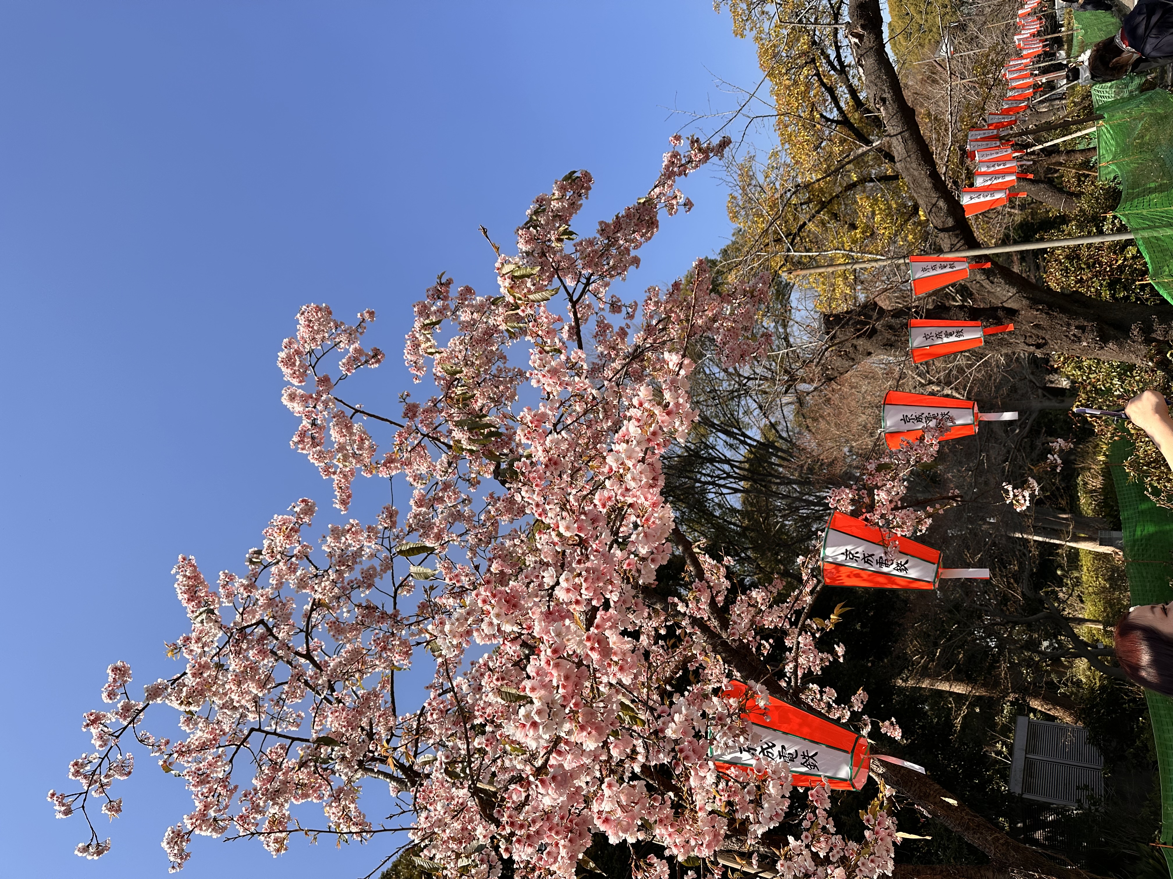 Cherry blossom-lined path in Ueno Park with crowds of hanami visitors