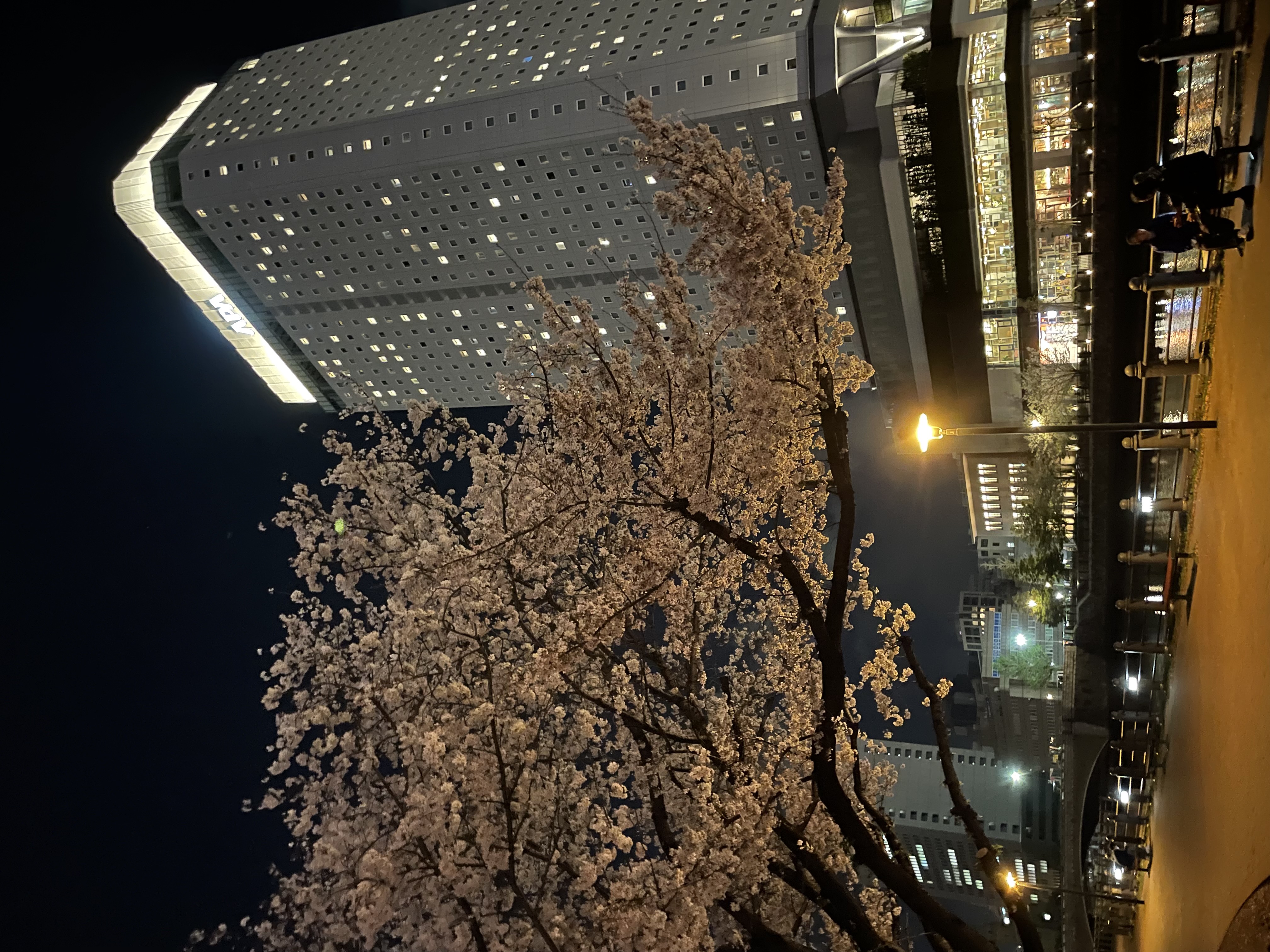 Cherry blossoms near Gundam Park in Yokohama